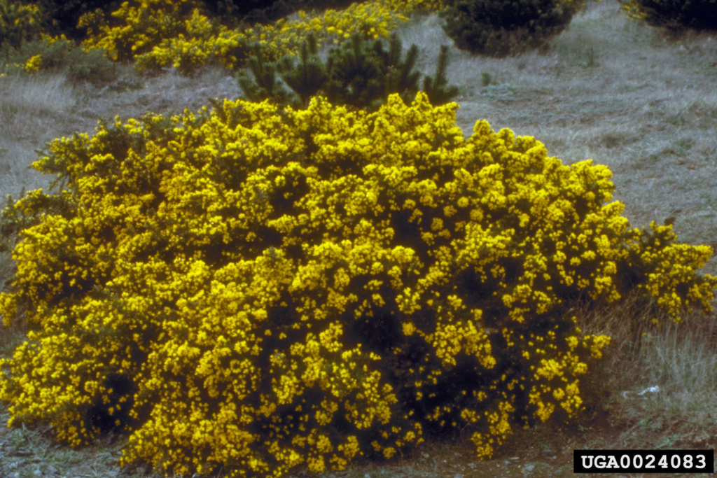 Small Green shub with bunches of small yellow flowers