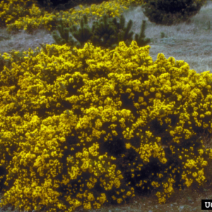 Small Green shub with bunches of small yellow flowers