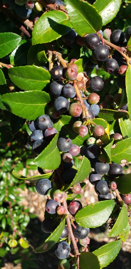 Huckleberry, Evergreen Vaccinium ovatum Clusters of purple/blue berries