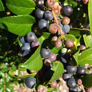 Huckleberry, Evergreen Vaccinium ovatum Clusters of purple/blue berries