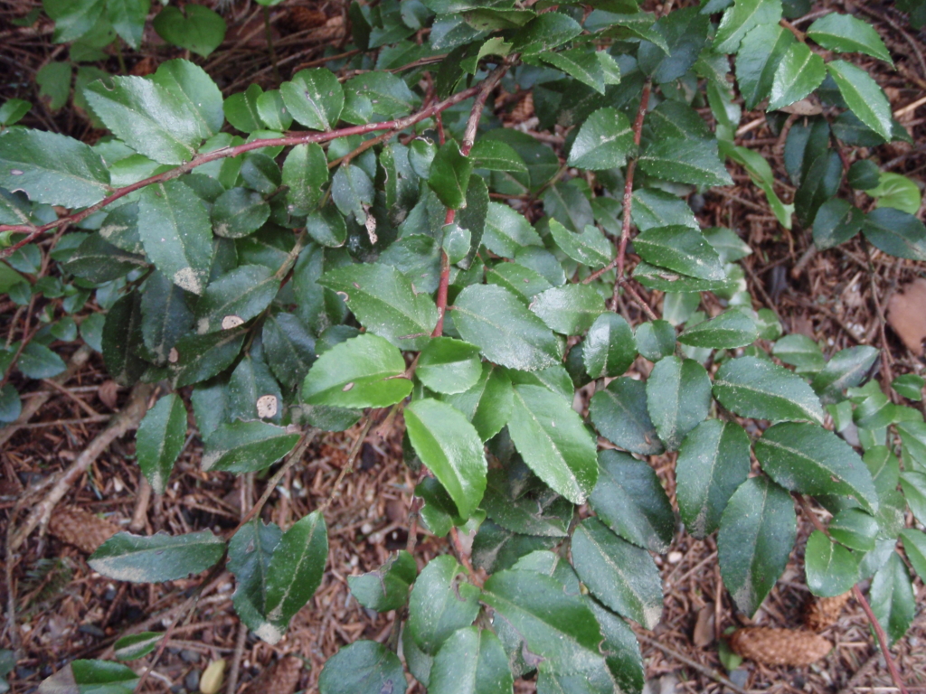 Huckleberry, Evergreen Vaccinium ovatum Red/Brown stems with alternate oblong serated leaves