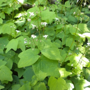 Inside-Out Flower Vancouveria hexandra Large bushy green leaves with stalks of small white flowers