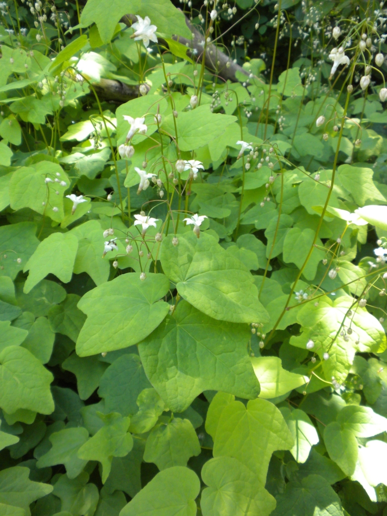 Inside-Out Flower Vancouveria hexandra Large bushy green leaves with stalks of small white flowers