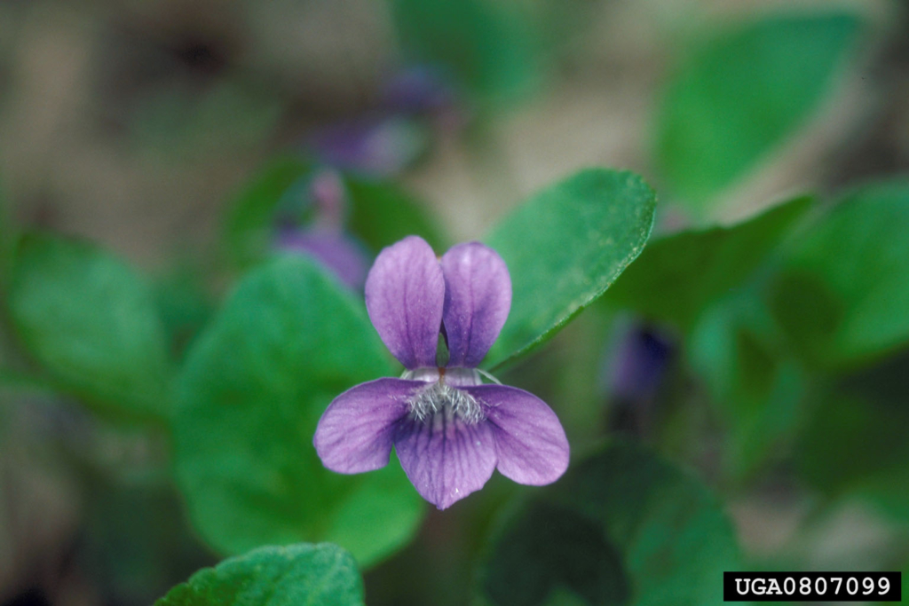 Asymmetrical five petalled purple flower