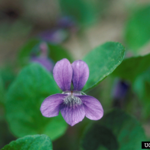 Asymmetrical five petalled purple flower