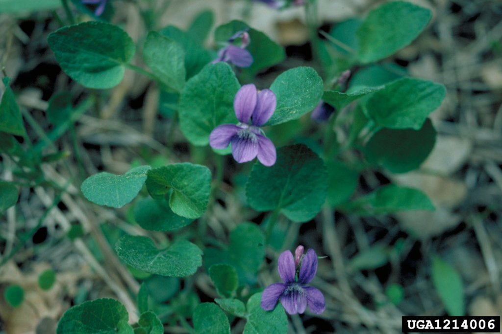 several asymmetrical five petaled purple flowers with heart shaped leaves.