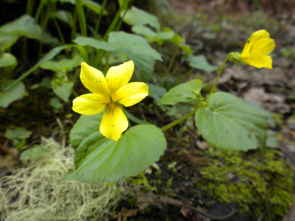 Violet, Yellow Wood/Pioneer Viola glabella Small yellow 5 petalled flower