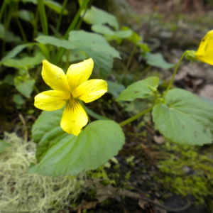 Violet, Yellow Wood/Pioneer Viola glabella Small yellow 5 petalled flower