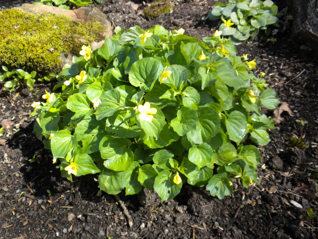 Violet, Yellow/Wood/Pioneer Viola glabella Small Plant with large leaves and small yellow flowers