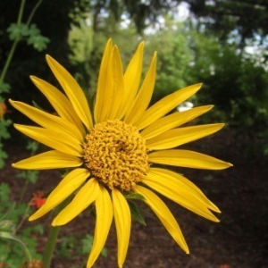 all yellow sunflower family disk and ray flower