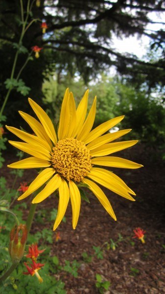 all yellow sunflower family disk and ray flower