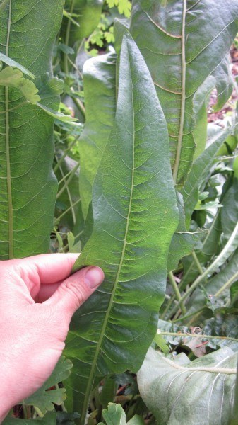 Long thin linear to lance shaped leaf with pinnate venation