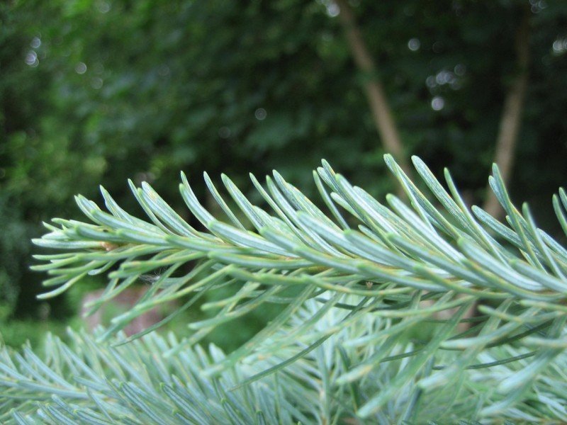 Blue green needles arise singularly from all sides of the stem