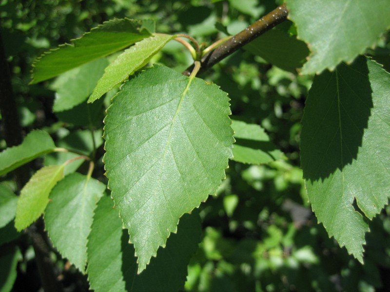 Alnus rhombifolia leaves; somewhat heart shaped with toothed edges