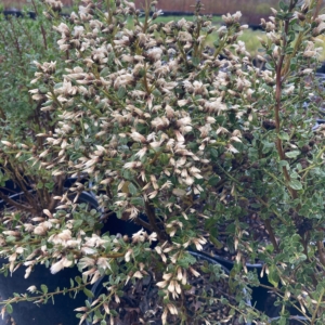 Coyote Brush covered in small white flowers