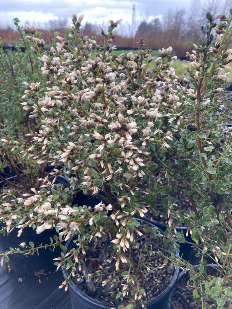 Coyote Brush covered in small white flowers