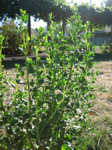An evergreen shrub with small shiny leaves