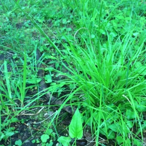 A thin-leaved clump of sedge with leavesarising from central base, extending upward, then drooping.