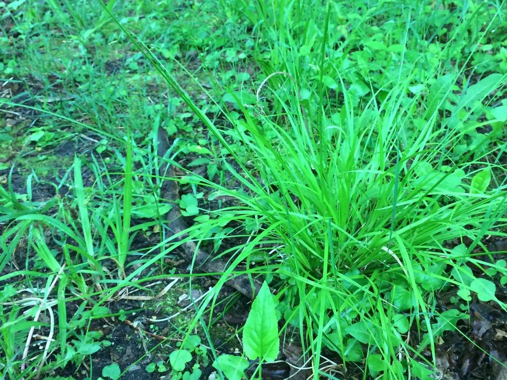 A thin-leaved clump of sedge with leavesarising from central base, extending upward, then drooping.