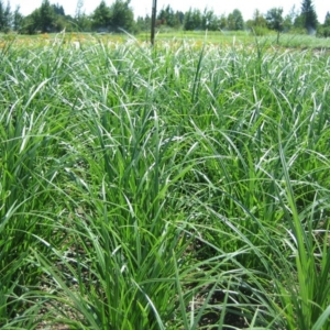 A field of slough sedge plants. Tough leaves that catch the light.