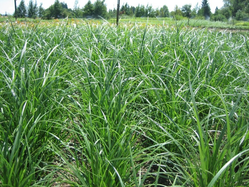 A field of slough sedge plants. Tough leaves that catch the light.