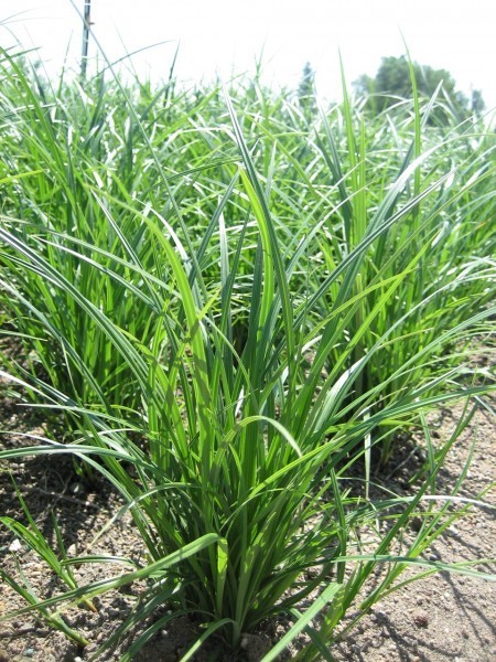 a single slough sedge plant clump. Shiny green leaves, rather tough looking.