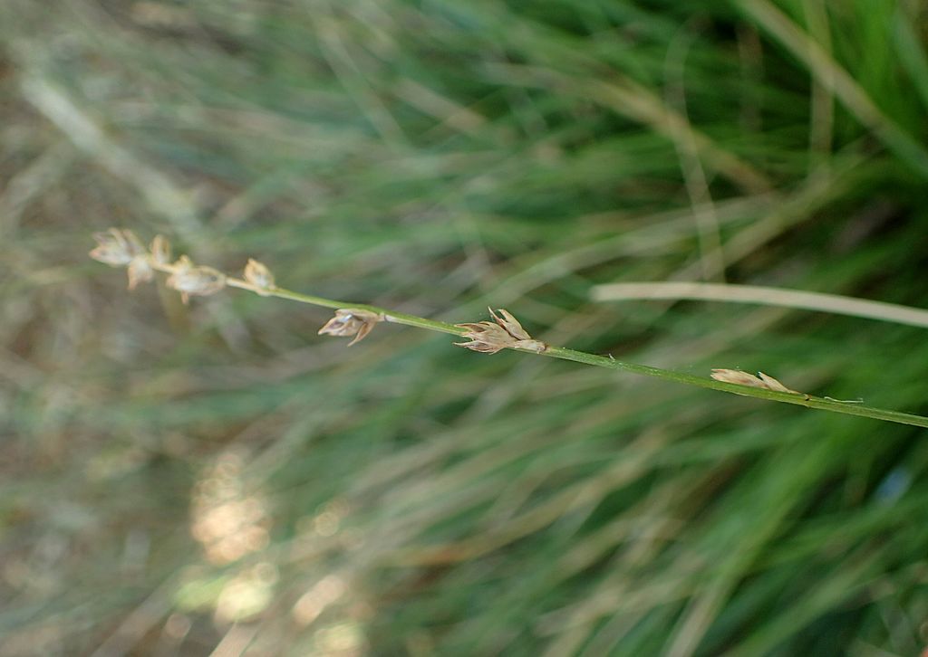 The inflorescence of foothill sedge is not very showy.