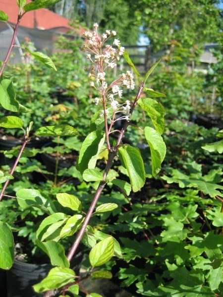 Attractive, distinctively veined leaves that droop downwards and small white flowers.