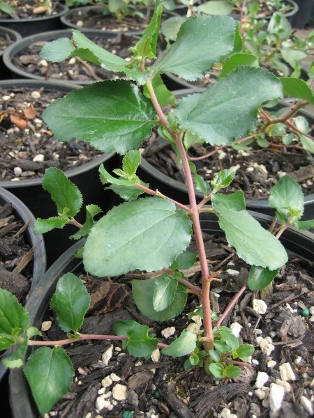 Light brown-red stems with oval leaves that are lightly toothed.