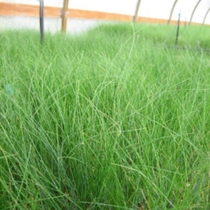 greenhouse with many small fescues all growing, green thin leaves