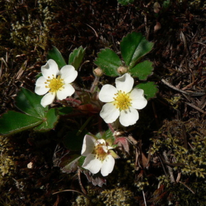 five-petalled white flowers with yellow centers and dark green leaves, low growing.