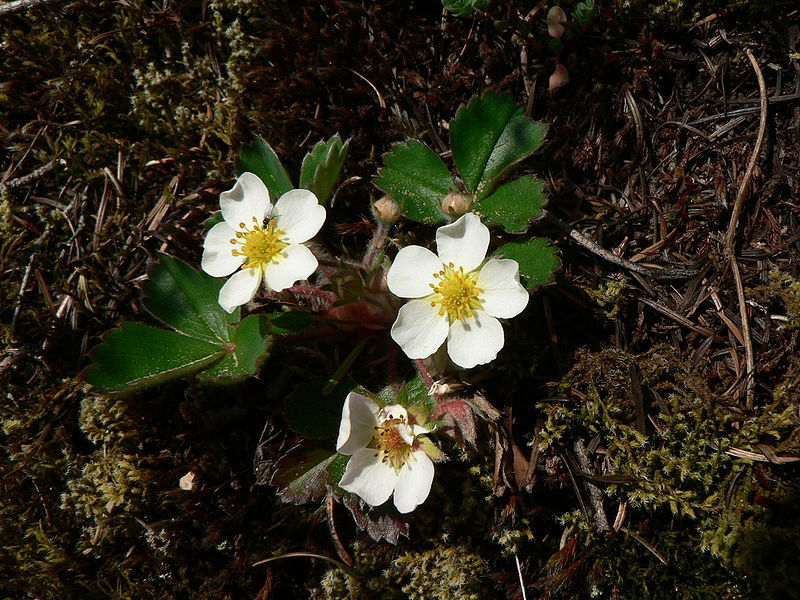 five-petalled white flowers with yellow centers and dark green leaves, low growing.