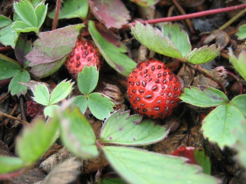 red strawberries peek out from among groups of three leaves in triangular arrangement.
