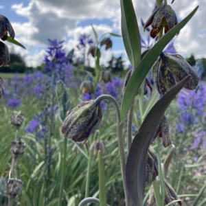 checkered yellow and brown/purple flowers nod downwards from gracefully curving stems.