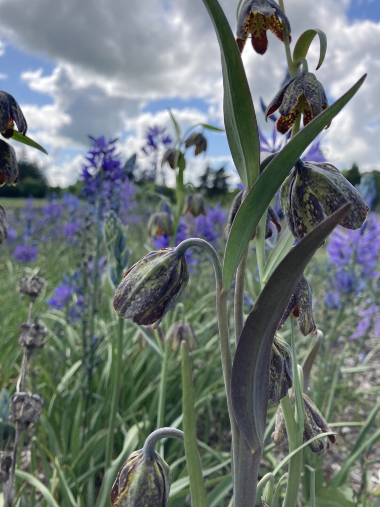 checkered yellow and brown/purple flowers nod downwards from gracefully curving stems.