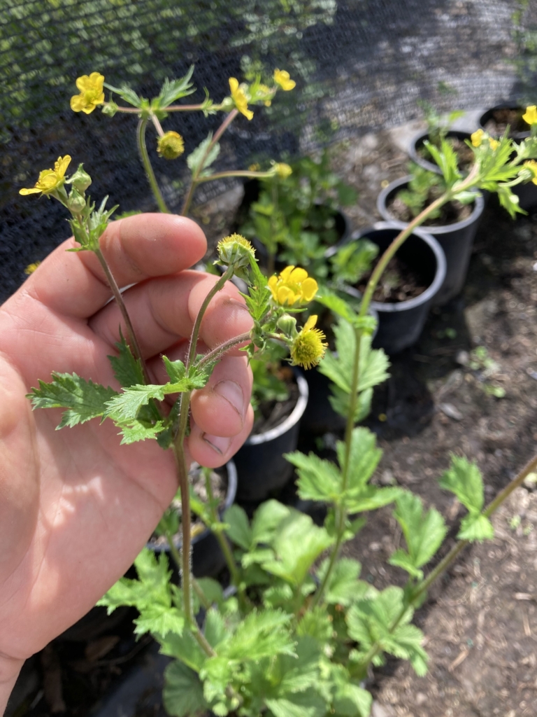 Mostly basal palmate leaves with toothed edge, with smaller leaves along stems and nickel to quarter sized yellow five petalled flowers from terminal stems.