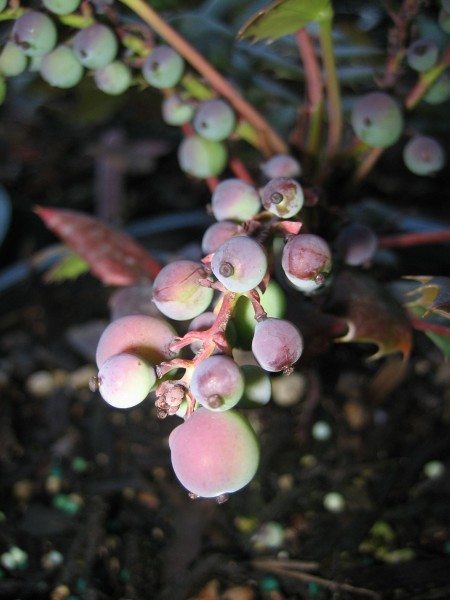 ripening berries of Oregon grape in the process of changing from green to reddish purple, will eventually turn dark blue.