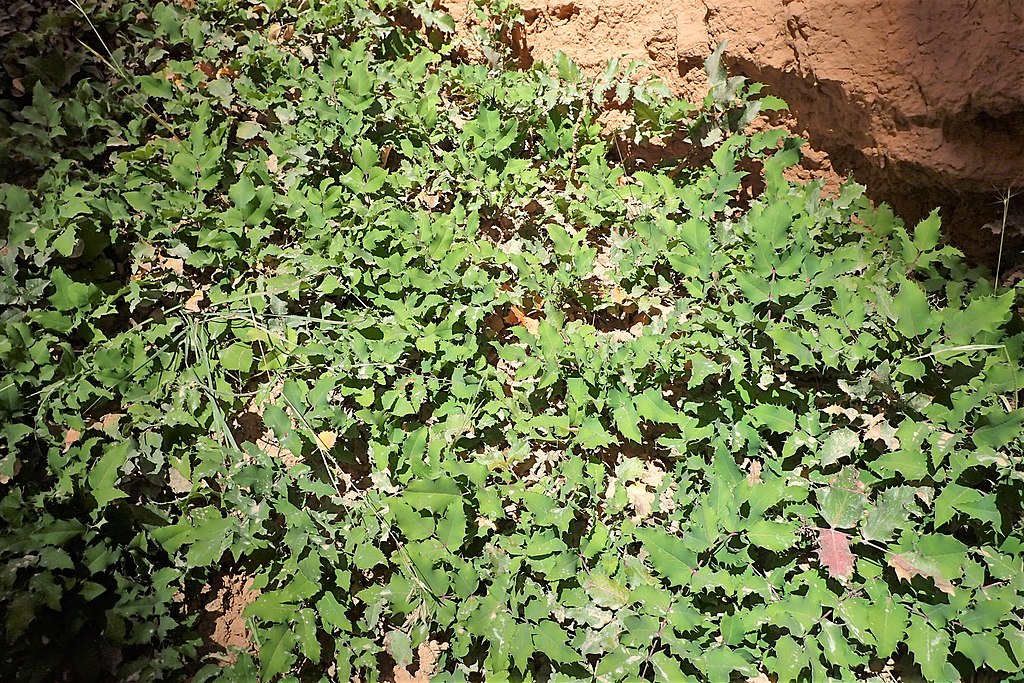 a patch of low growing dwarf Oregon grape serving as a ground cover.