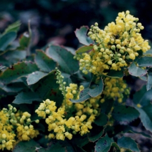 prickly holly-like leaflets and clusters of small petalled yellow flowers