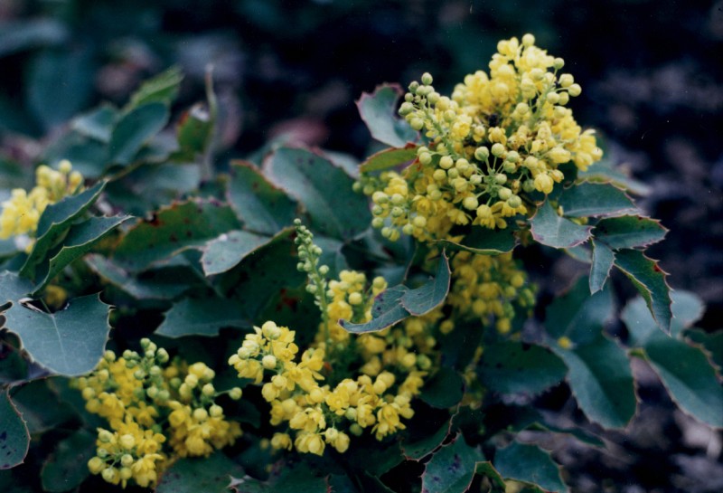 prickly holly-like leaflets and clusters of small petalled yellow flowers