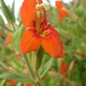 an orangey red trumpet shaped flower with petals curving back