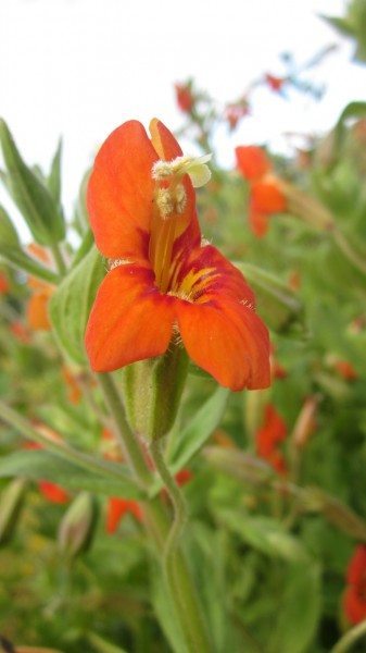 an orangey red trumpet shaped flower with petals curving back