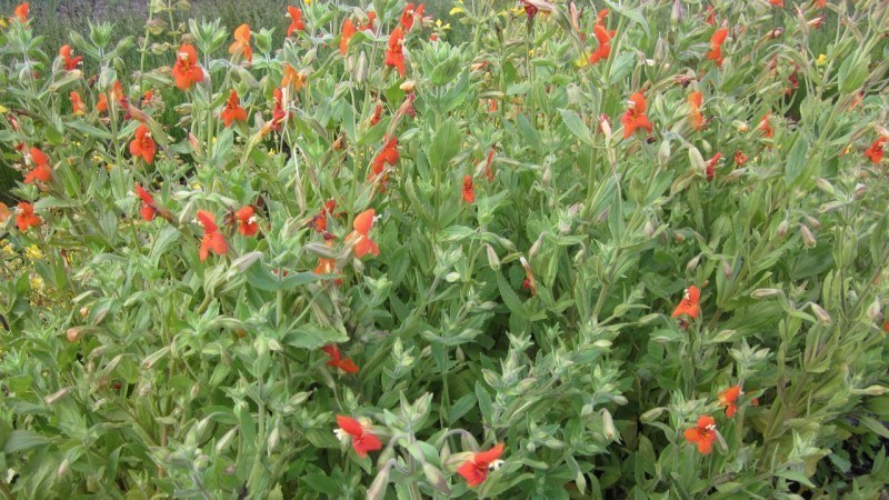 a patch of scarlet monkeyflower with stems and leaves dotted with reddish orange flowers.