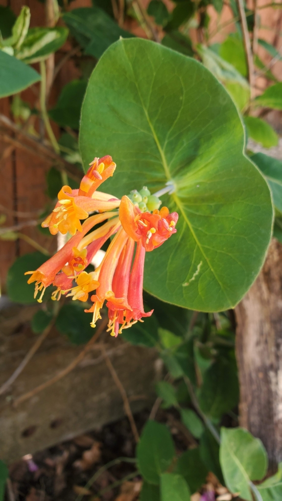 a cluster of orangey red tubular honeysuckle flowers subtended by fused leaves