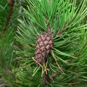 Needles grow in groups of 2 alternately along the stem and 1-1/8 to 2-7/8 inches (3 to 6 cm) in length with a cute little cone pointing down