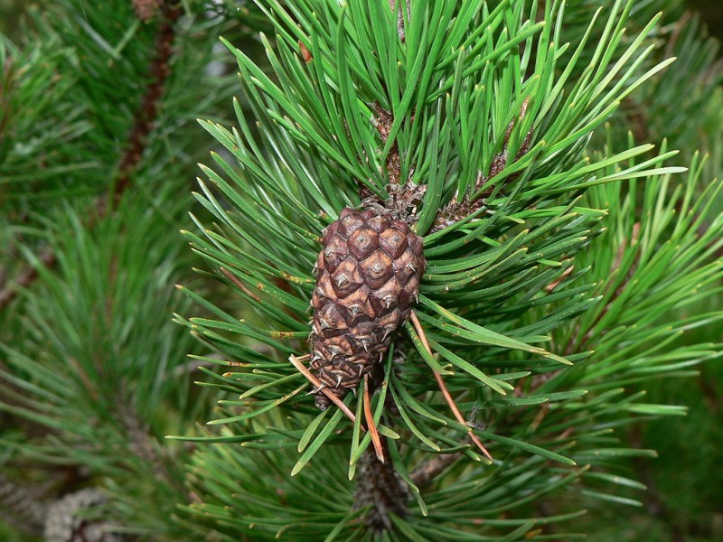 Needles grow in groups of 2 alternately along the stem and 1-1/8 to 2-7/8 inches (3 to 6 cm) in length with a cute little cone pointing down