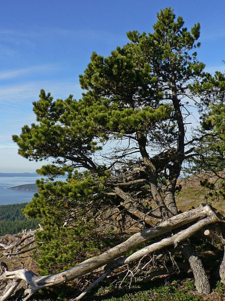 a shore pine on a slope overlooking the ocean, three trunks with bushy bottlebrush needles.