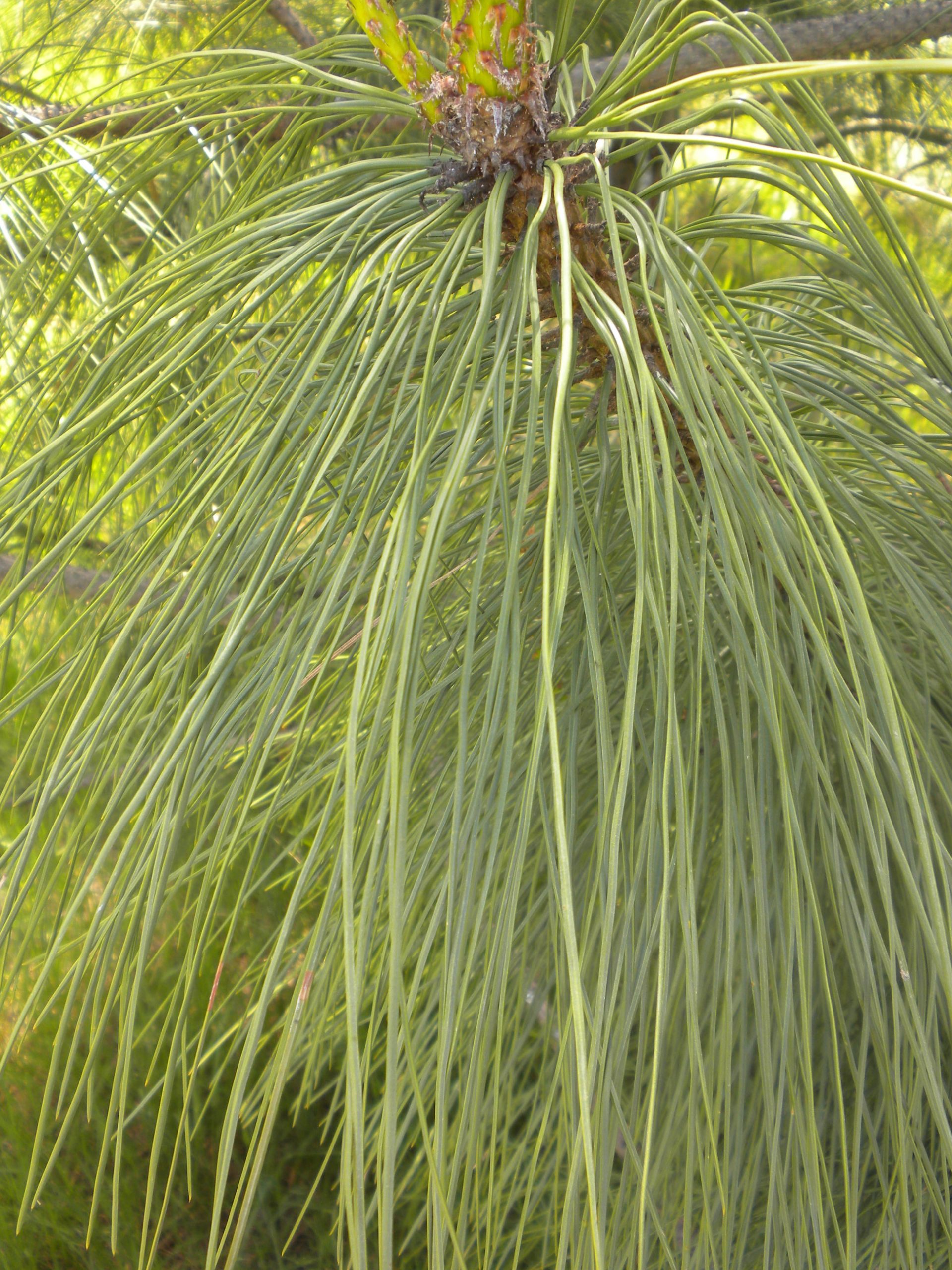 Willamette Valley Ponderosa Pine Marion SWCD