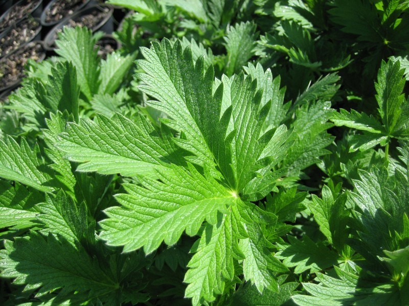 Serrated palmate leaves