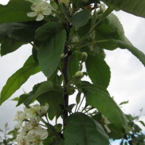 Green leaves and white flowers